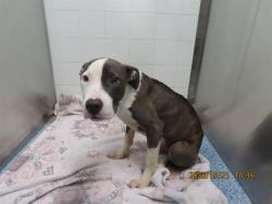 Shelter Stray Male Dog last seen Near BLOCK N 12TH ST, 5501 E Van Buren St, Phoenix, AZ 85008, USA
