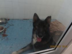 Shelter Stray Female Dog last seen Near BLOCK N 27TH ST, 5501 E Van Buren St, Phoenix, AZ 85008, USA