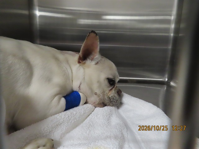 Shelter Stray Male Dog last seen 339TH AND TONOPAH, 5501 E Van Buren St, Phoenix, AZ 85008, USA