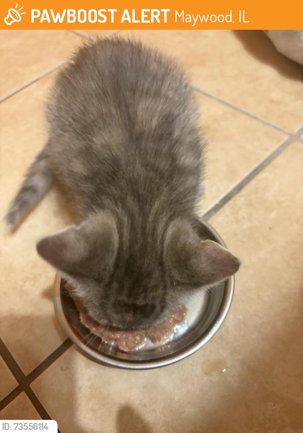 Found/Stray Female Cat last seen On 2nd ave maywood, Maywood, IL 60153