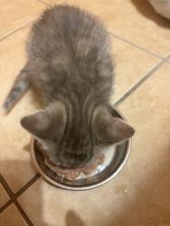 Found/Stray Female Cat last seen On 2nd ave maywood, Maywood, IL 60153