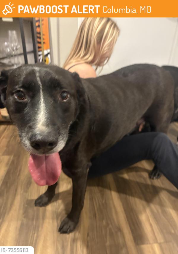 Found/Stray Male Dog last seen Lake in the woods, Columbia, MO 65202