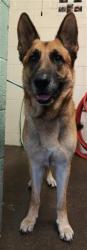 Shelter Stray Male Dog last seen FRUITRIDGE RD & STOCKTON BLVD, 2127 Front St, Sacramento, CA 95818, USA
