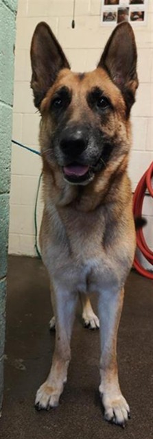 Shelter Stray Male Dog last seen FRUITRIDGE RD & STOCKTON BLVD, 2127 Front St, Sacramento, CA 95818, USA