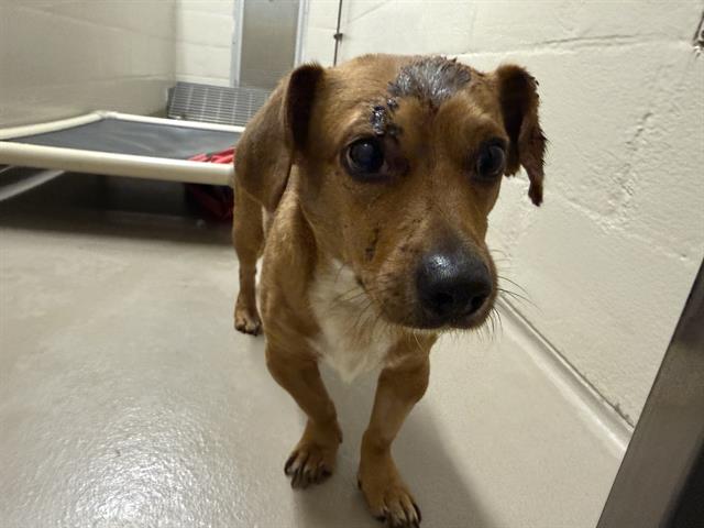 Shelter Stray Male Dog last seen Near BLOCK REITH RD, KENT WA 98032, 21615 64th Ave S, Kent, WA 98032, USA