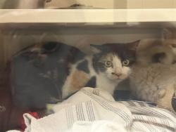 Shelter Stray Unknown Cat last seen Near BLOCK 21ST ST, DENVER CO 80205, 1241 W Bayaud Ave, Denver, CO 80223, USA