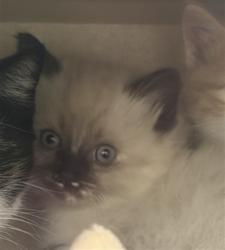 Shelter Stray Unknown Cat last seen Near BLOCK 21ST ST, DENVER CO 80205, 1241 W Bayaud Ave, Denver, CO 80223, USA