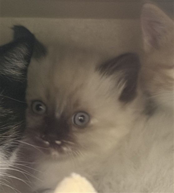 Shelter Stray Unknown Cat last seen Near BLOCK 21ST ST, DENVER CO 80205, 1241 W Bayaud Ave, Denver, CO 80223, USA