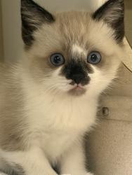 Shelter Stray Unknown Cat last seen Near BLOCK 21ST ST, DENVER CO 80205, 1241 W Bayaud Ave, Denver, CO 80223, USA
