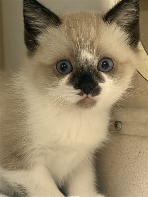Shelter Stray Unknown Cat last seen Near BLOCK 21ST ST, DENVER CO 80205, 1241 W Bayaud Ave, Denver, CO 80223, USA