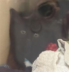 Shelter Stray Unknown Cat last seen Near BLOCK 21ST ST, DENVER CO 80205, 1241 W Bayaud Ave, Denver, CO 80223, USA