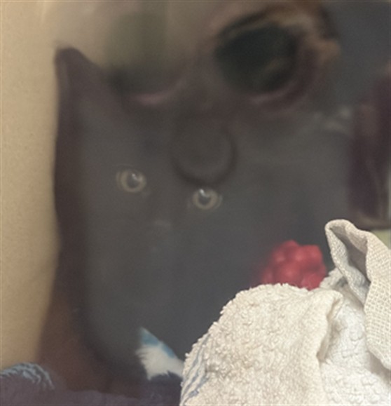 Shelter Stray Unknown Cat last seen Near BLOCK 21ST ST, DENVER CO 80205, 1241 W Bayaud Ave, Denver, CO 80223, USA