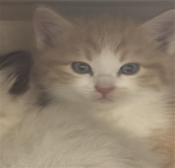 Shelter Stray Unknown Cat last seen Near BLOCK 21ST ST, DENVER CO 80205, 1241 W Bayaud Ave, Denver, CO 80223, USA