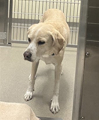 Shelter Stray Male Dog last seen Near BLOCK S LINCOLN ST, DENVER CO 80210, 1241 W Bayaud Ave, Denver, CO 80223, USA