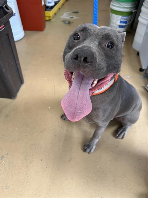 Shelter Stray Male Dog last seen Near BLOCK EUCLID AVE, 130 Beyer Way, Chula Vista, CA 91911, USA