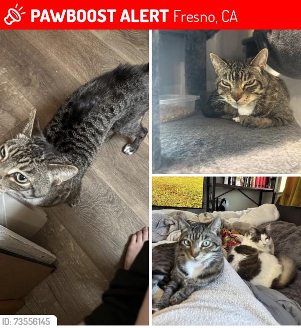 Lost Male Cat last seen Ashlan and Maroa, Fresno, CA 93704
