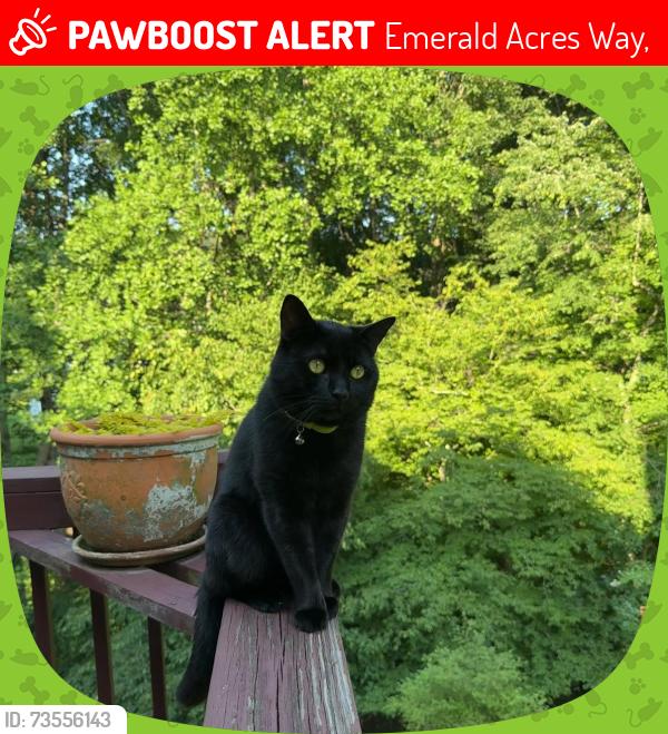 Lost Male Cat last seen Emerald Acres Way, Emerald Acres Way,  30518
