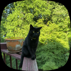 Lost Male Cat last seen Emerald Acres Way, Emerald Acres Way,  30518