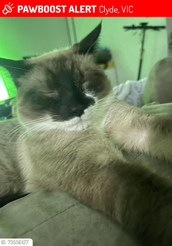 Lost Male Cat last seen Maple park, Apium street, Clyde, VIC 3978
