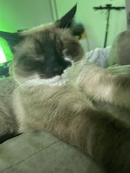 Lost Male Cat last seen Maple park, Apium street, Clyde, VIC 3978