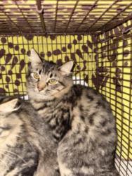 Shelter Stray Female Cat last seen , 1850 W 60th St, Los Angeles, CA 90047, USA