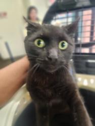 Shelter Stray Female Cat last seen , 1850 W 60th St, Los Angeles, CA 90047, USA