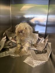 Shelter Stray Unknown Dog last seen , 1850 W 60th St, Los Angeles, CA 90047, USA