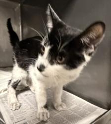 Shelter Stray Male Cat last seen , West Valley Animal Shelter, 20655 Plummer St, Chatsworth, CA 91311, USA