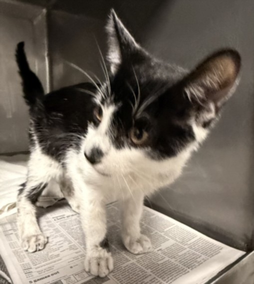 Shelter Stray Male Cat last seen , West Valley Animal Shelter, 20655 Plummer St, Chatsworth, CA 91311, USA