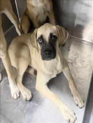 Shelter Stray Unknown Dog last seen , West Valley Animal Shelter, 20655 Plummer St, Chatsworth, CA 91311, USA