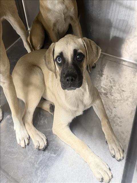 Shelter Stray Unknown Dog last seen , West Valley Animal Shelter, 20655 Plummer St, Chatsworth, CA 91311, USA
