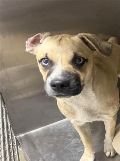 Shelter Stray Unknown Dog last seen , West Valley Animal Shelter, 20655 Plummer St, Chatsworth, CA 91311, USA