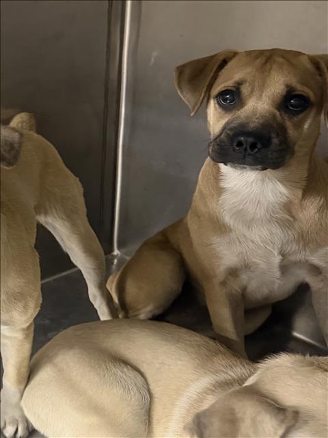Shelter Stray Unknown Dog last seen , West Valley Animal Shelter, 20655 Plummer St, Chatsworth, CA 91311, USA