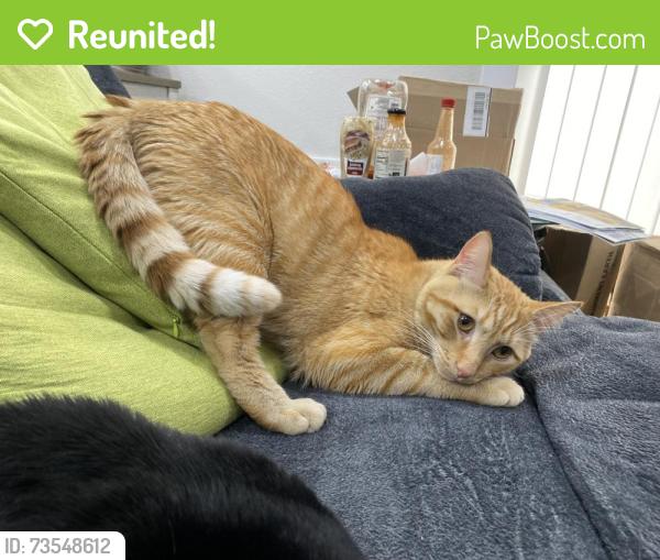 Reunited Male Cat last seen Se 210th st maple valley 98038, Maple Valley, WA 98038