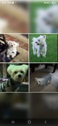Lost Male Dog last seen Stagecoach & Sundance, Pomona, CA 91766