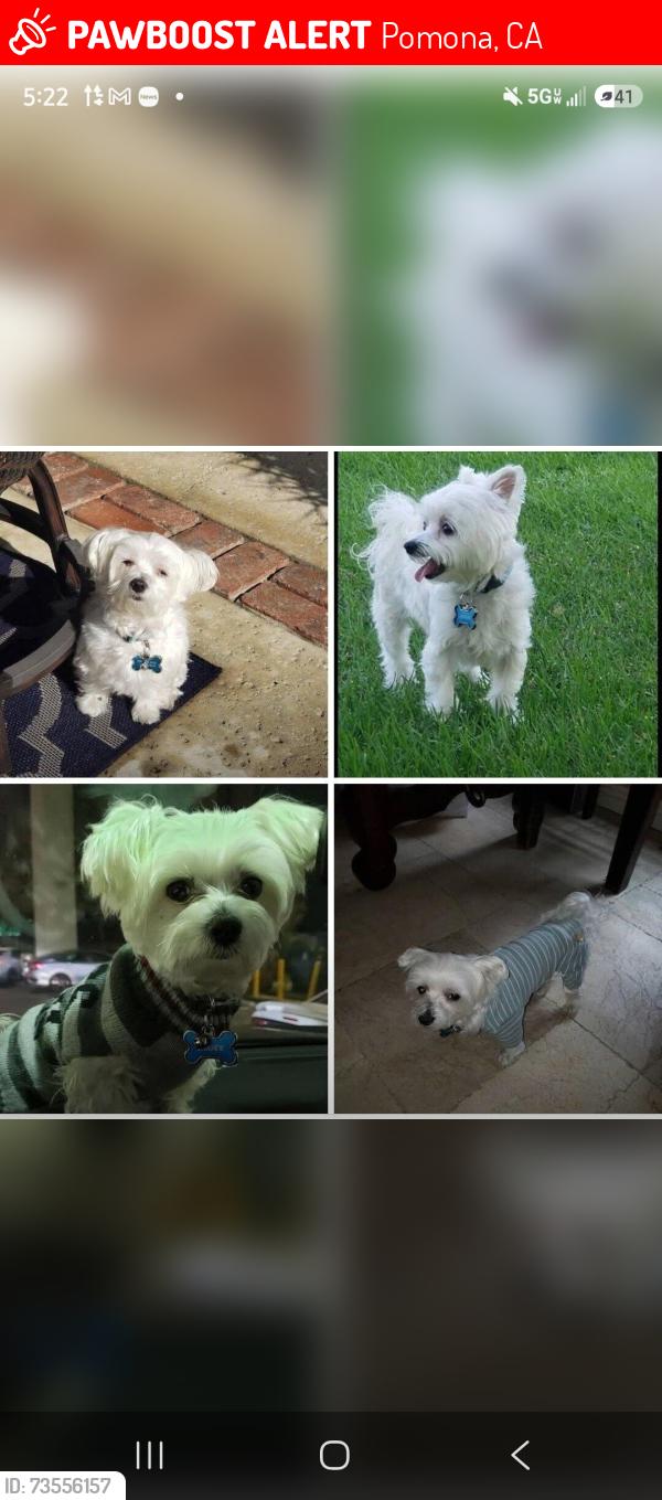 Lost Male Dog last seen Stagecoach & Sundance, Pomona, CA 91766