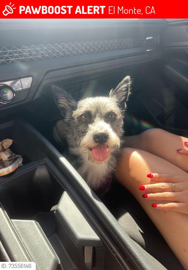 Lost Female Dog last seen Deana st, Cogswell rd, El Monte, CA 91732