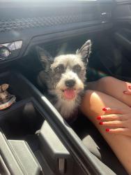 Lost Female Dog last seen Deana st, Cogswell rd, El Monte, CA 91732
