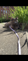 Reunited Female Cat last seen Myers street sunshine west, Sunshine West, VIC 3020