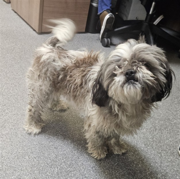 Shelter Stray Male Dog last seen , 3201 Lacy St, Los Angeles, CA 90031, USA