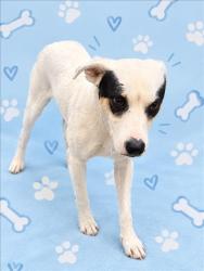 Shelter Stray Female Dog last seen , 3201 Lacy St, Los Angeles, CA 90031, USA