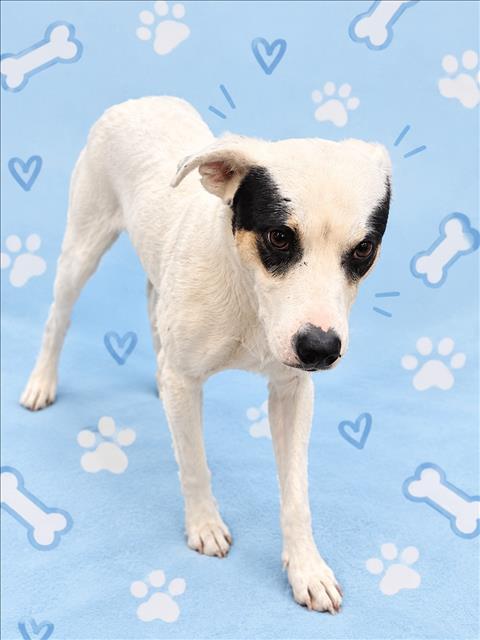 Shelter Stray Female Dog last seen , 3201 Lacy St, Los Angeles, CA 90031, USA