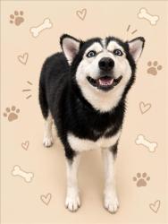Shelter Stray Unknown Dog last seen , 3201 Lacy St, Los Angeles, CA 90031, USA