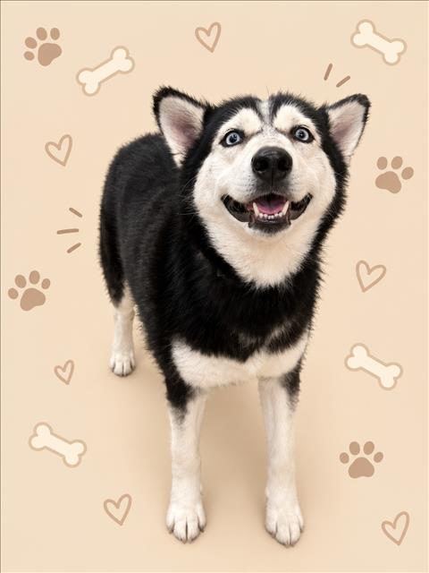 Shelter Stray Unknown Dog last seen , 3201 Lacy St, Los Angeles, CA 90031, USA
