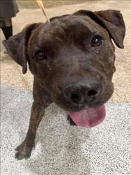 Shelter Stray Male Dog last seen , 3201 Lacy St, Los Angeles, CA 90031, USA