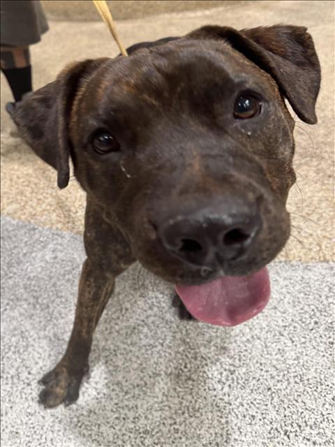Shelter Stray Male Dog last seen , 3201 Lacy St, Los Angeles, CA 90031, USA