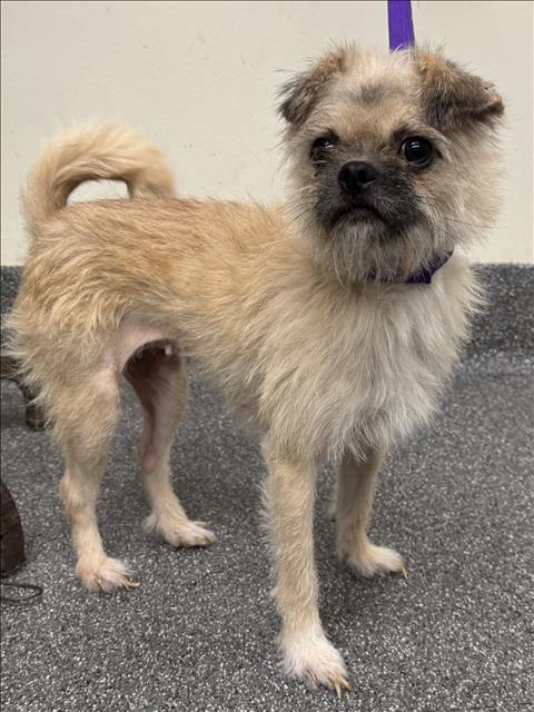 Shelter Stray Unknown Dog last seen , 3201 Lacy St, Los Angeles, CA 90031, USA