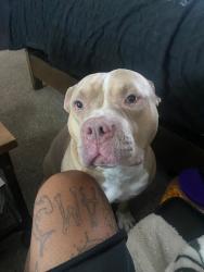 Reunited Male Dog last seen Greenback and sunrise, Citrus Heights, CA 95610