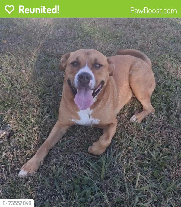 Reunited Male Dog last seen Ooltewah Georgetown and McKenzie, Hamilton County, TN 37363