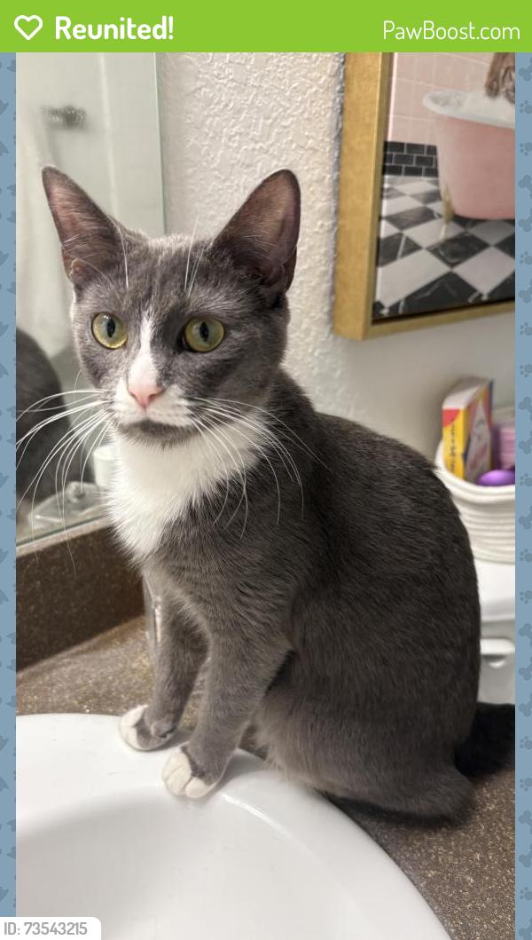 Reunited Female Cat last seen sanctuary at highland oaks, Tampa, FL 33610